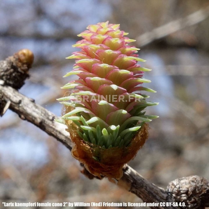 Mélèze du Japon, Larix kaempferi image